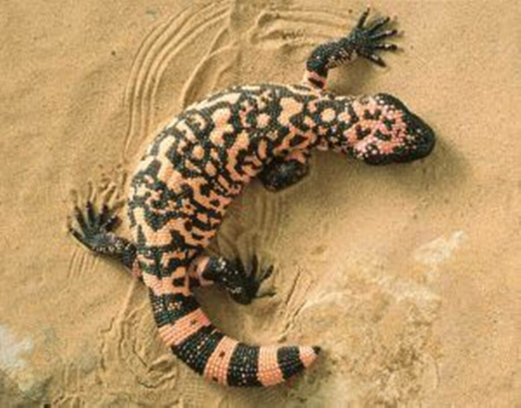 Gila Monster Wallpaper: Vibrant Desert Sand & Iconic Reptile Beauty