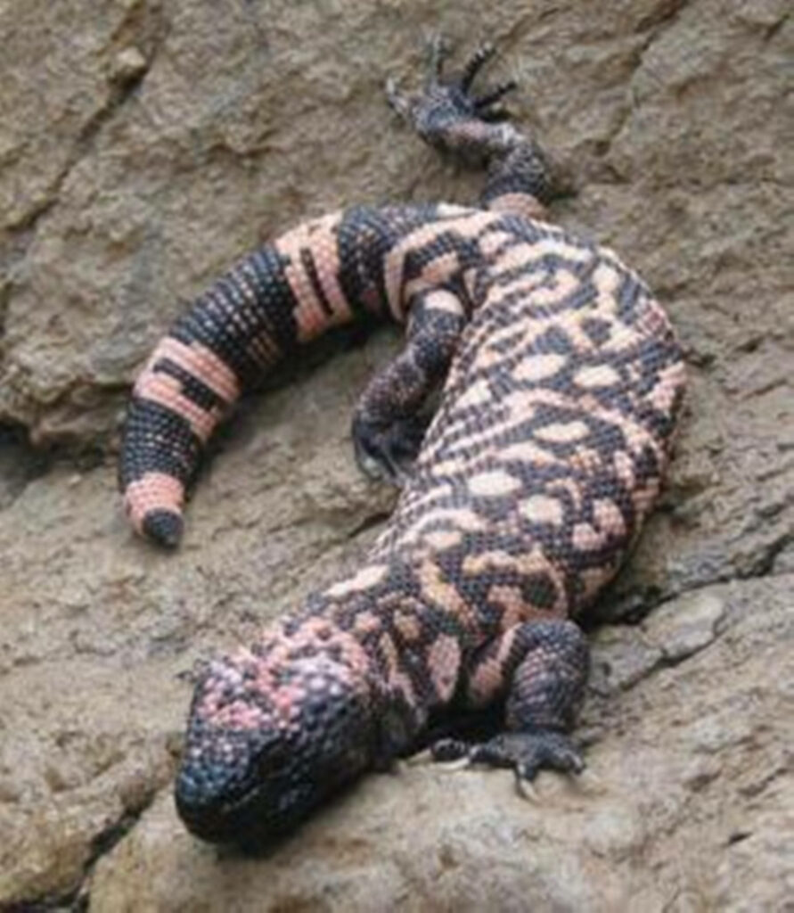 Gila Monster on Gray Rock: Unique Patterned Lizard Wallpaper
