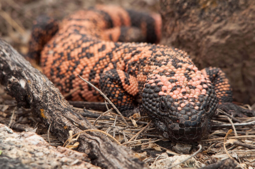 Gila Monster Wallpaper: Vibrant Black & Orange Spotted Lizard Background