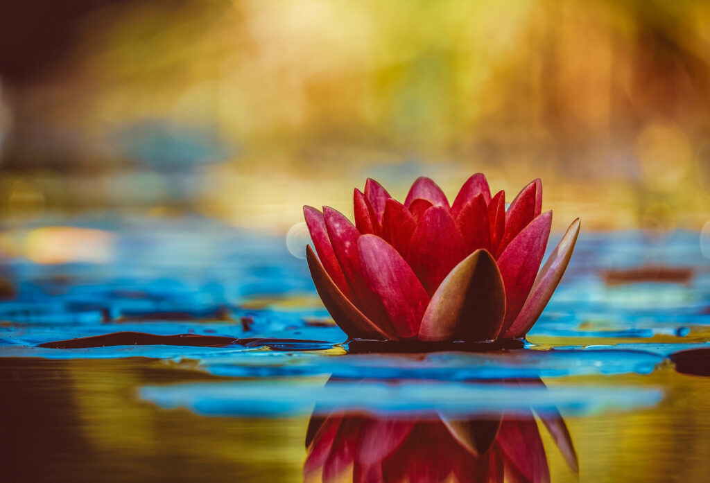 The Majestic Solitude: A Golden Oasis of Red Lotus Serenity Wallpaper