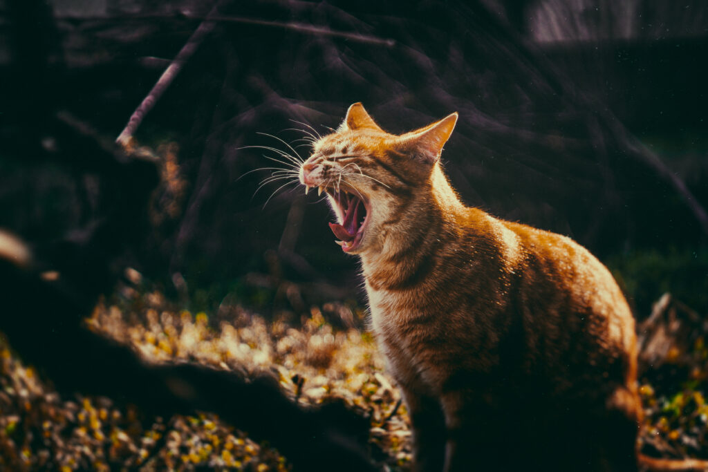 Relaxed Ginger Cat Yawning Wallpaper with Natural Foliage Background