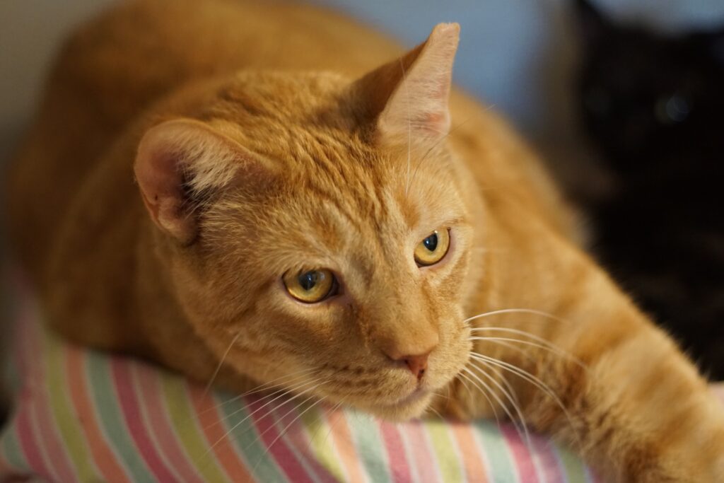 Charming Ginger Cat Wallpaper: Relaxed & Cute High-Res Background