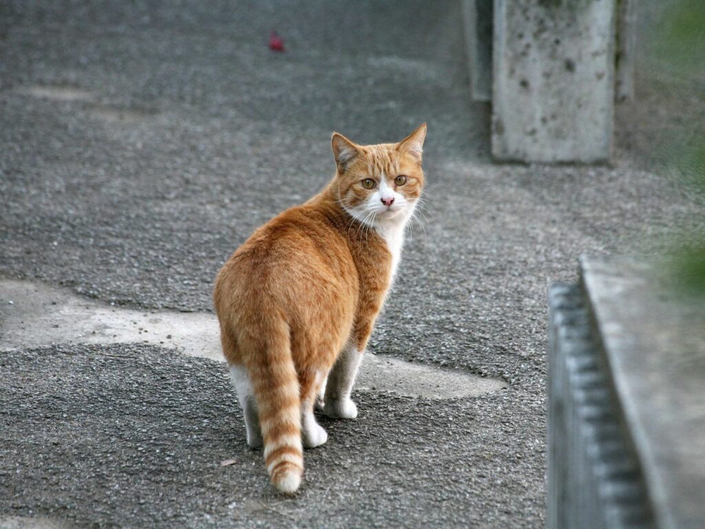 Ginger and White Cat Pausing on a Calm Street: A Serene Moment Wallpaper