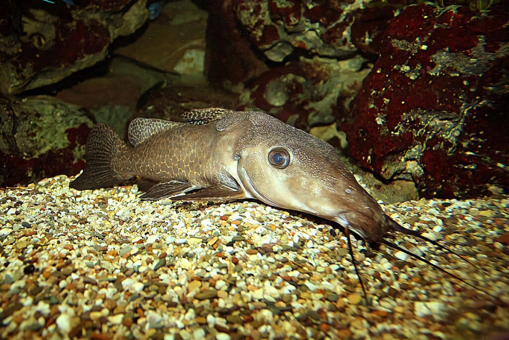 Giraffe Catfish resting on pebbles in aquarium showing spotted body and long whiskers wallpaper