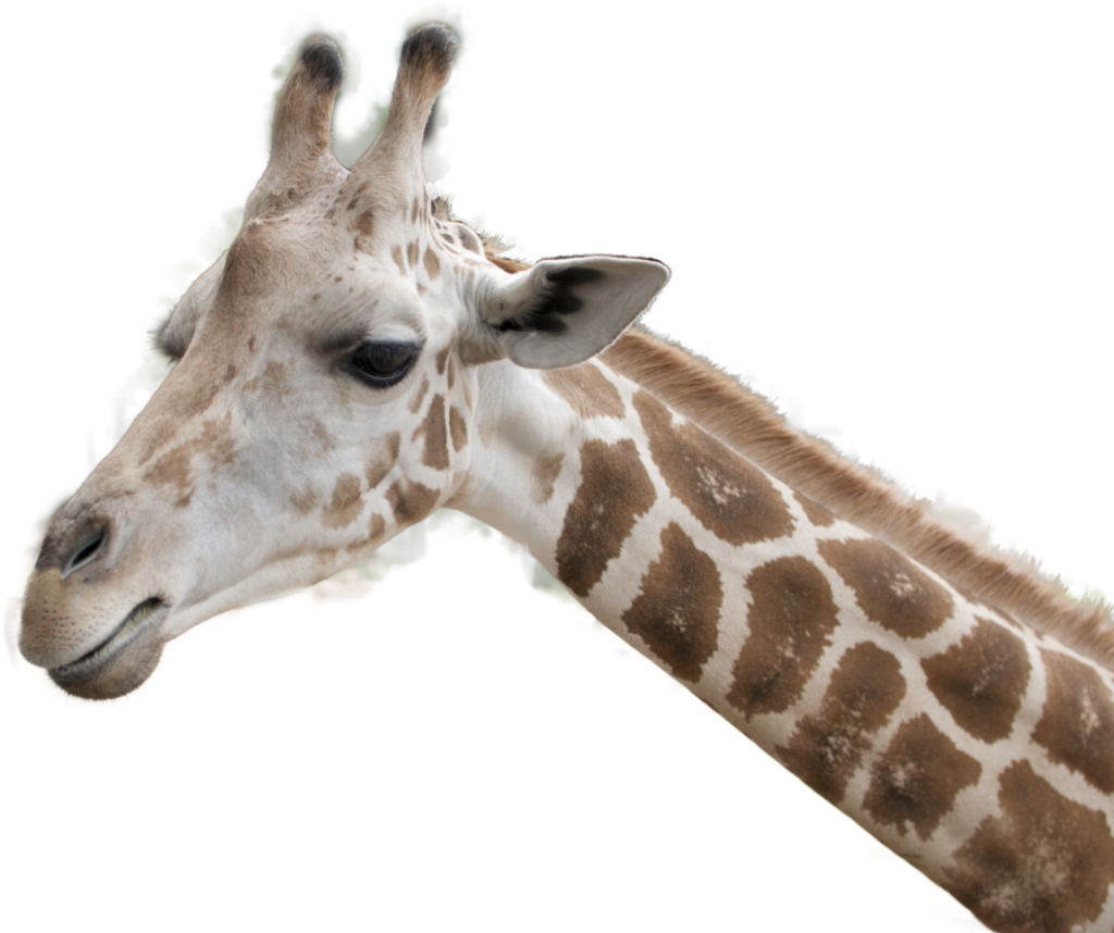 Graceful Giraffe Head Wallpaper with Spot Pattern on Transparent BG