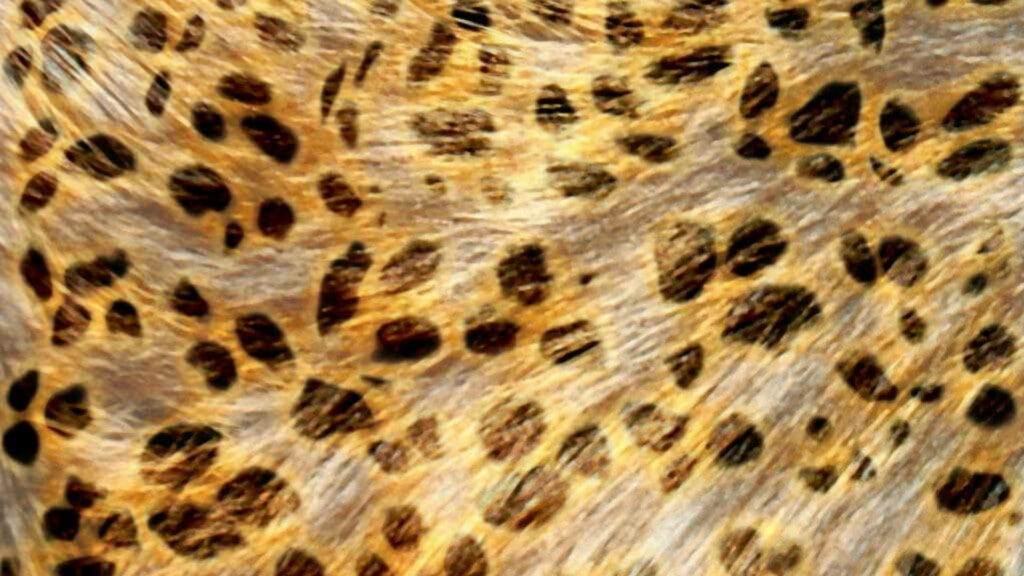 Feline Elegance: A Delightful Leopard Print Wallpaper Adorned with Golden Brown Fur Hues
