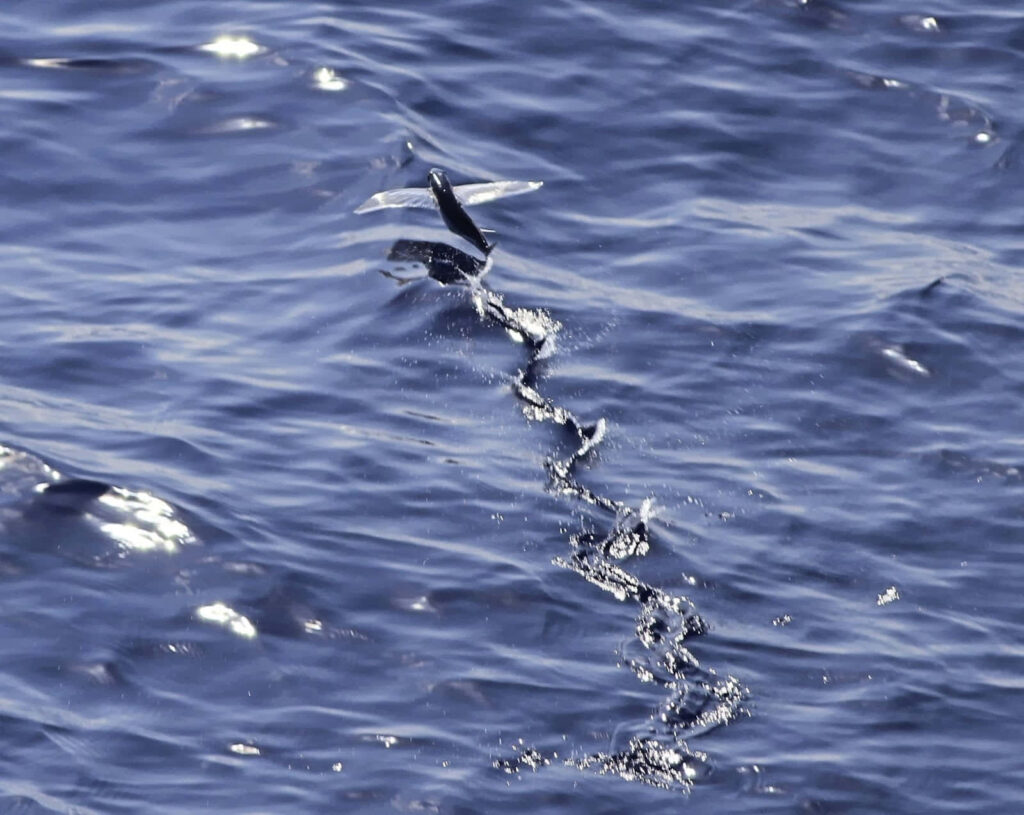 Graceful Flying Fish Over Ocean - Tranquil Blue Background Wallpaper