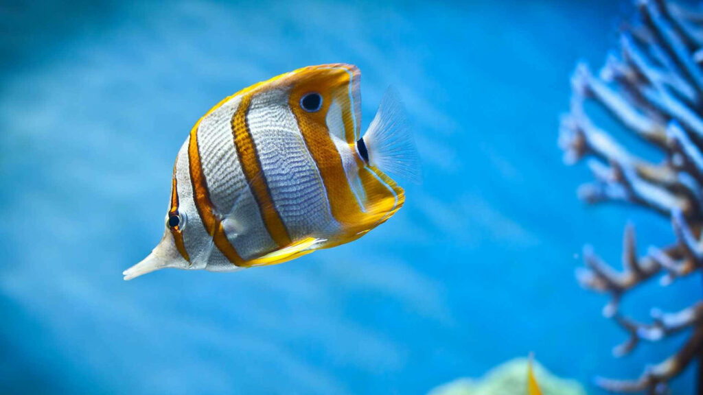 The Majestic Copperband Butterflyfish: A Stunning HD Wallpaper of a Coral Reef Dweller