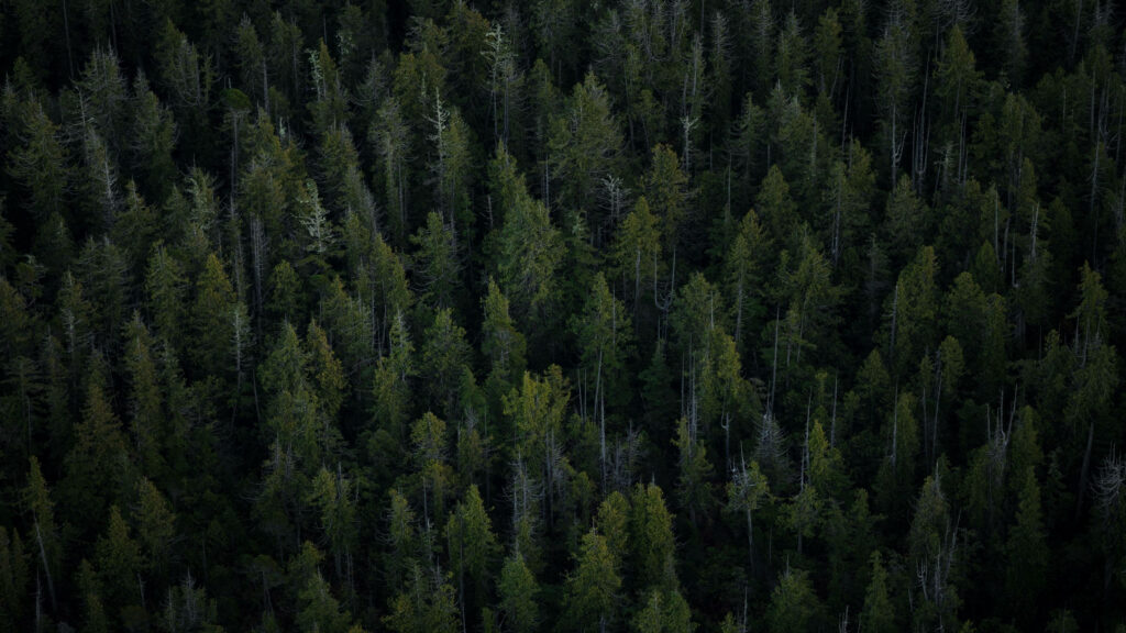 Majestic Pine Forest from Above: Captivating Aerial View for 4k Wallpaper