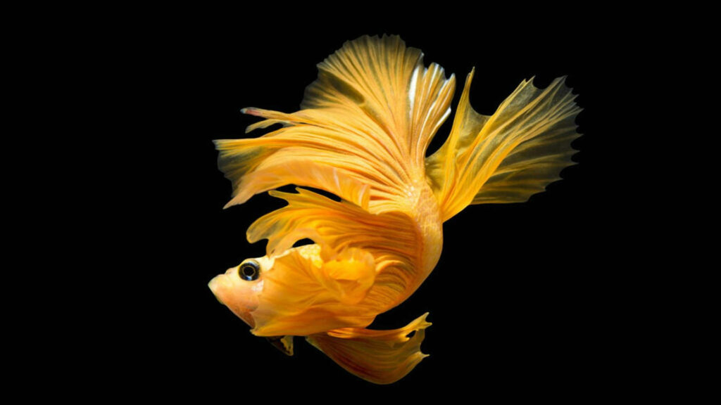 Gleaming Golden Beauty: A Captivating Tropical Fish Posing against an Enigmatic Black Background Wallpaper