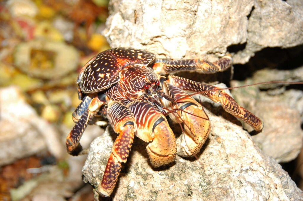Close-up of a glossy crab on rugged rocks with golden brown hues detailed claws wallpaper background