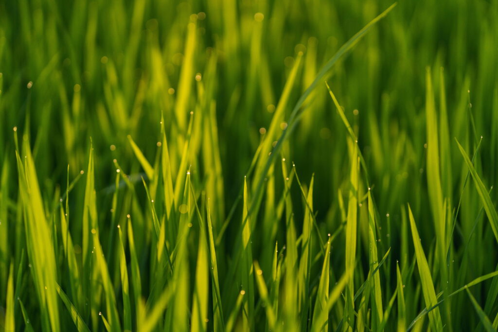 Enchanting Macro View: Glistening Dew Drops on Lush Green Grass - A Captivating HD Wallpaper