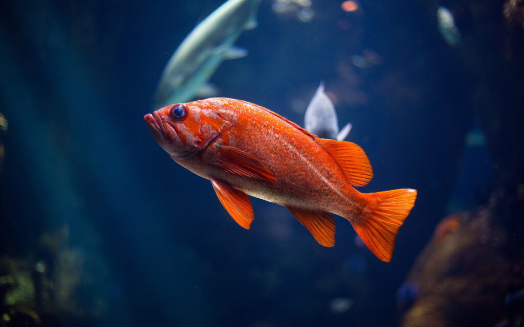 Glimpsing Beauty: Captivating Red Goldfish Swimming in an Aquarium - Mesmerizing QHD Wallpaper