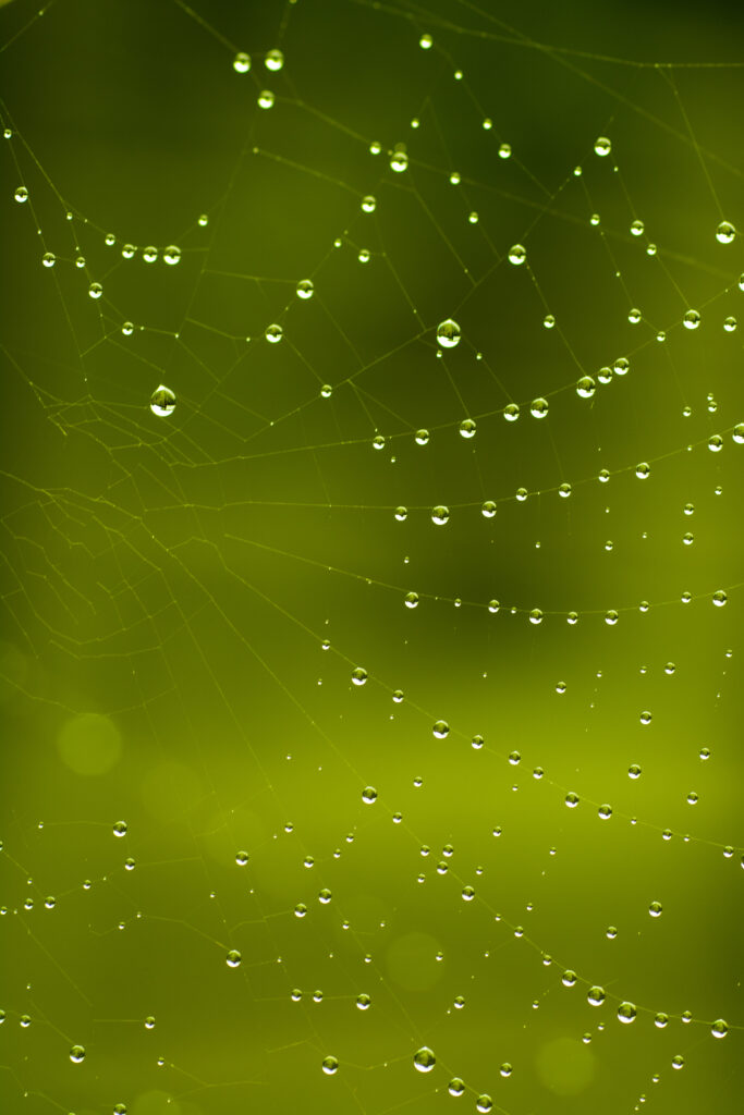 Macro Cobweb with Water Droplets on Vibrant Green Wallpaper