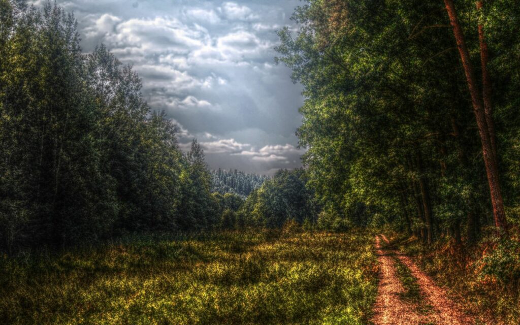 Gloomy country glade with dirt path winding through dark green trees under cloudy sky sunlight Wallpaper