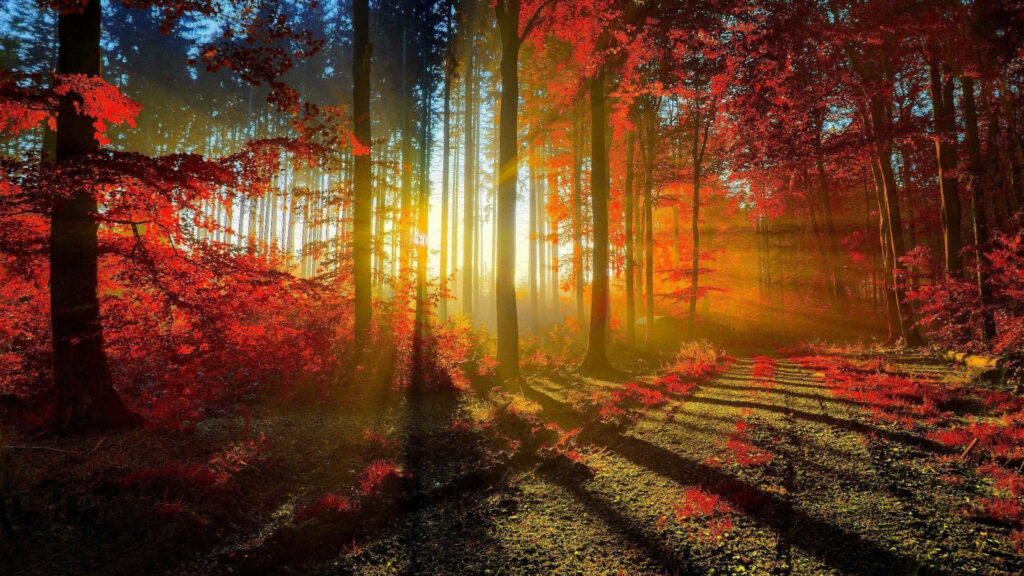Enchanting Autumn Glow: Majestic Sunlight Infused Forest - 2560x1440 Fall Background Photography Wallpaper