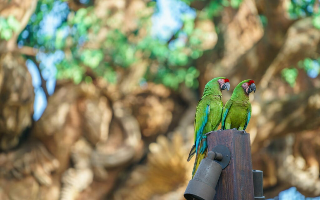 Enchanting Beauty: Captivating Green Macaw Parrots in HD Wallpaper