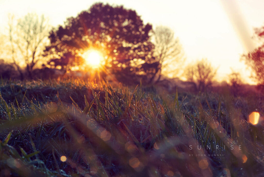 Nature's Majestic Tapestry: Sunrise Illuminates a Lush Green Meadow Beneath a Mighty Tree Wallpaper
