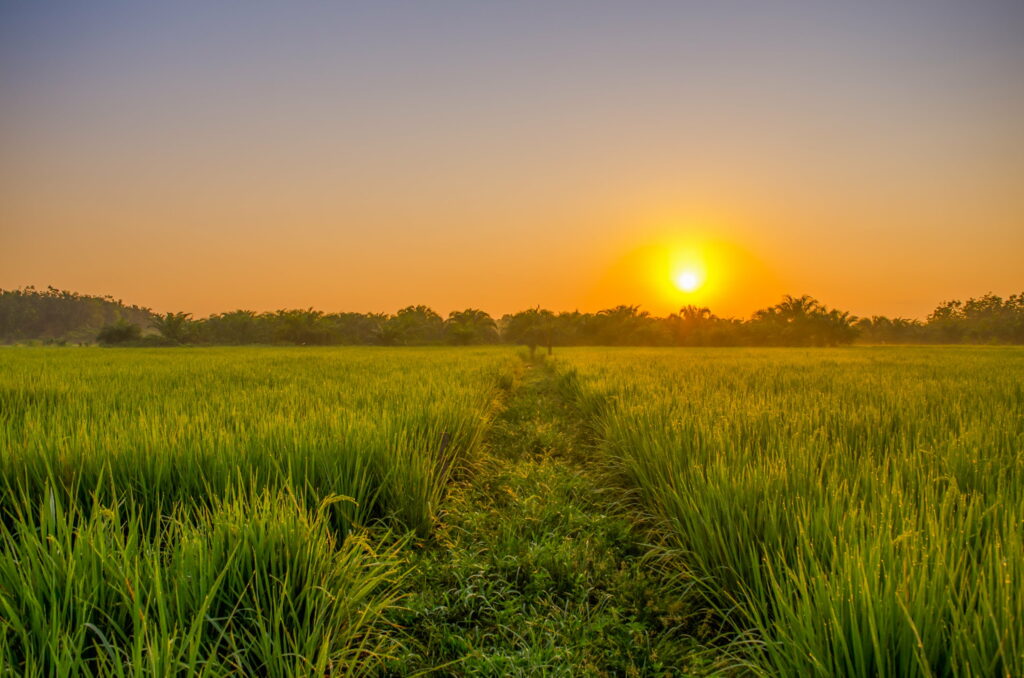 Sunrise Serenity: Indonesian Countryside's Golden Hour Wallpaper