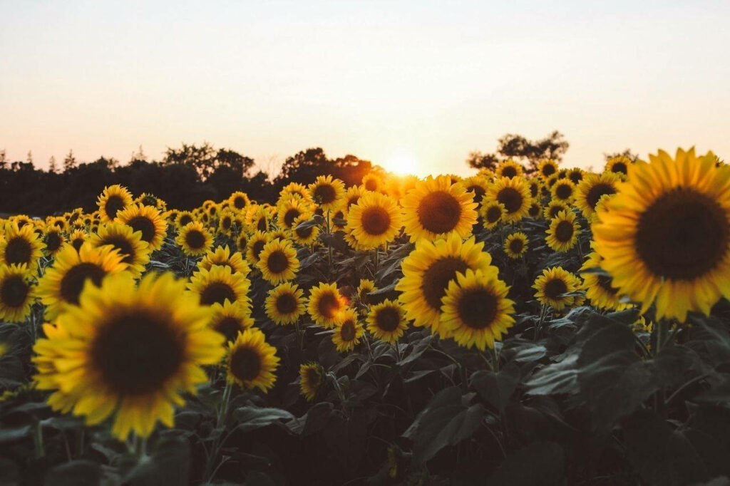 Golden Sunrise: Vibrant Yellow Sunflowers in Aesthetic Computer Wallpaper