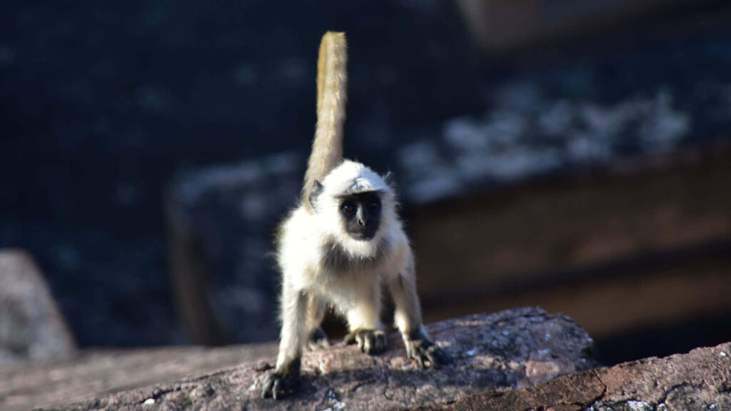 Sun-Kissed Gibbon: A Serene Day in Nature's Canvas Wallpaper