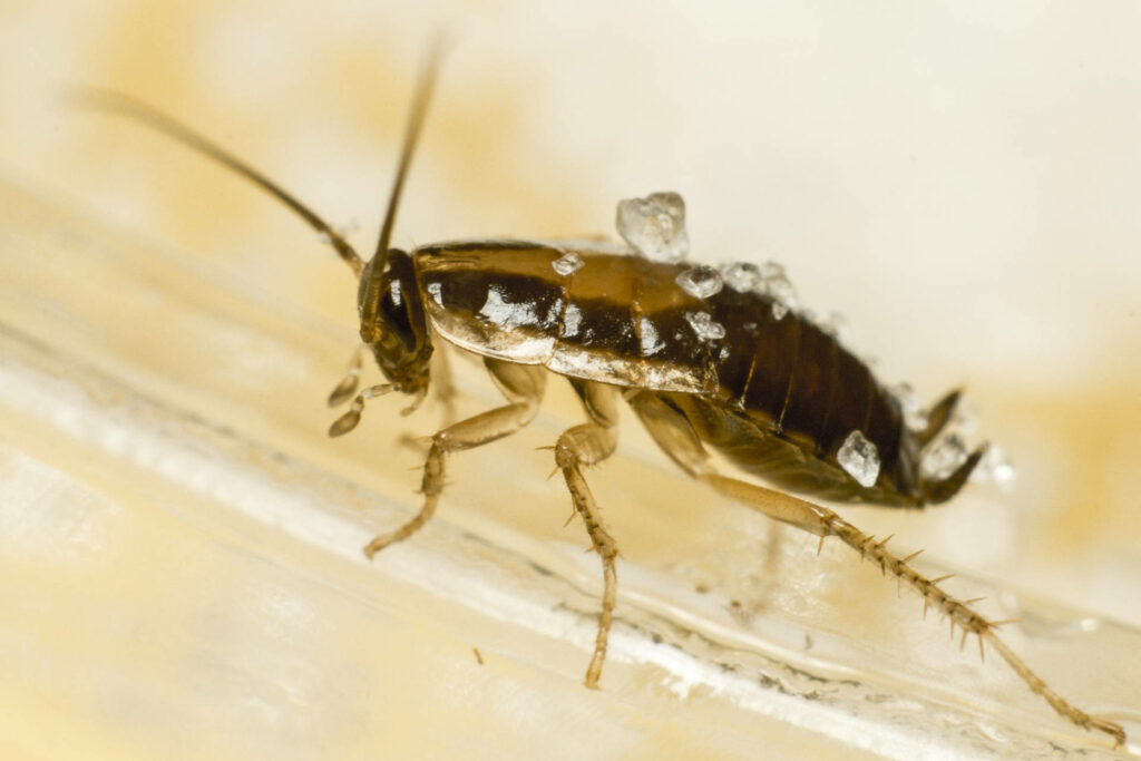 Close-up macro of glossy bay brown cockroach showing textured exoskeleton and antennae Wallpaper