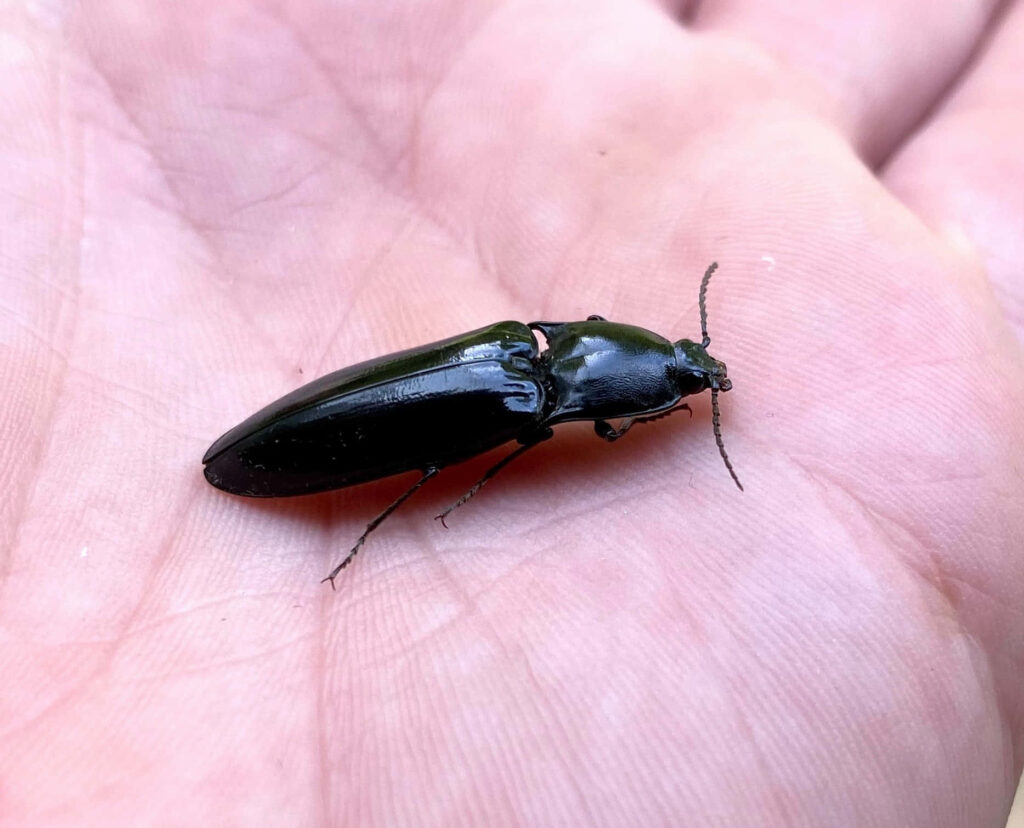 Glossy black click beetle on human palm showing smooth body long legs and segmented antennae Wallpaper