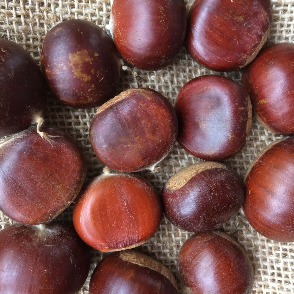 Close up of glossy brown chestnuts on textured wood showcasing autumn warmth and rustic beauty Wallpaper