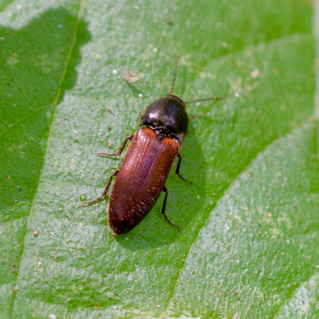 Close-up of glossy brown click beetle on vibrant green veined leaf in natural light nature wallpaper