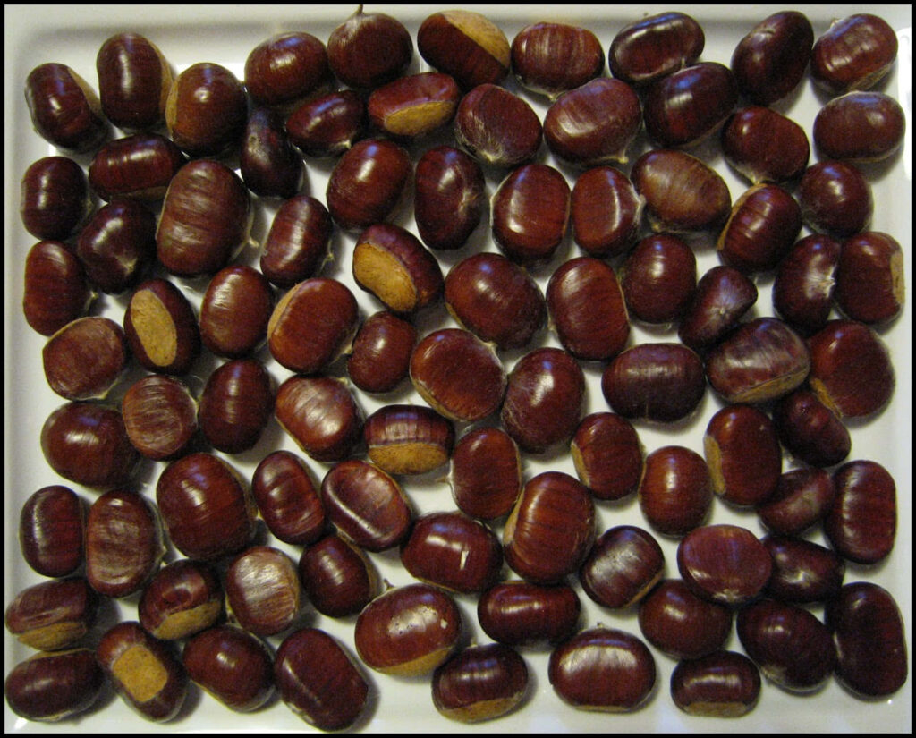 Close-up of glossy deep brown chestnuts arranged neatly showcasing rich texture wallpaper