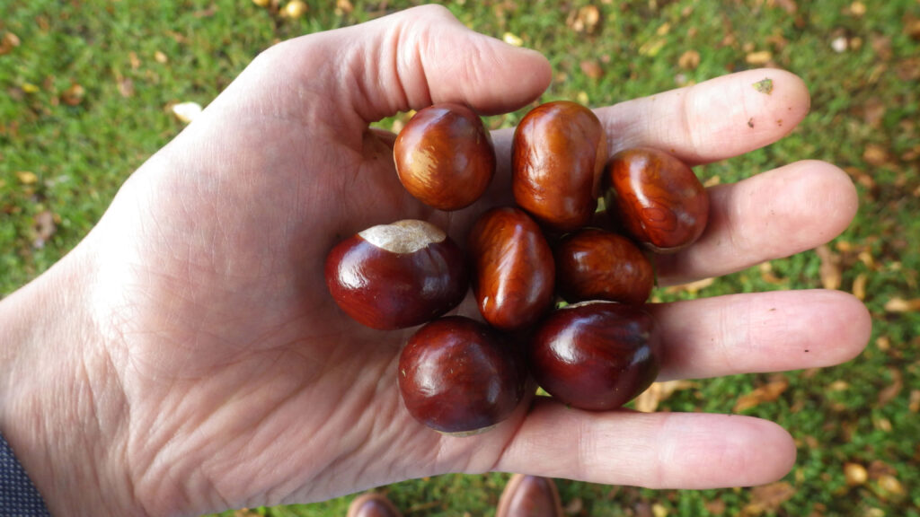 Hand holding glossy brown chestnuts with smooth texture outdoors autumn wallpaper background