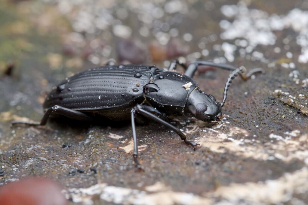 Close-up of glossy black darkling beetle on earthy ground showcasing textured body details Wallpaper
