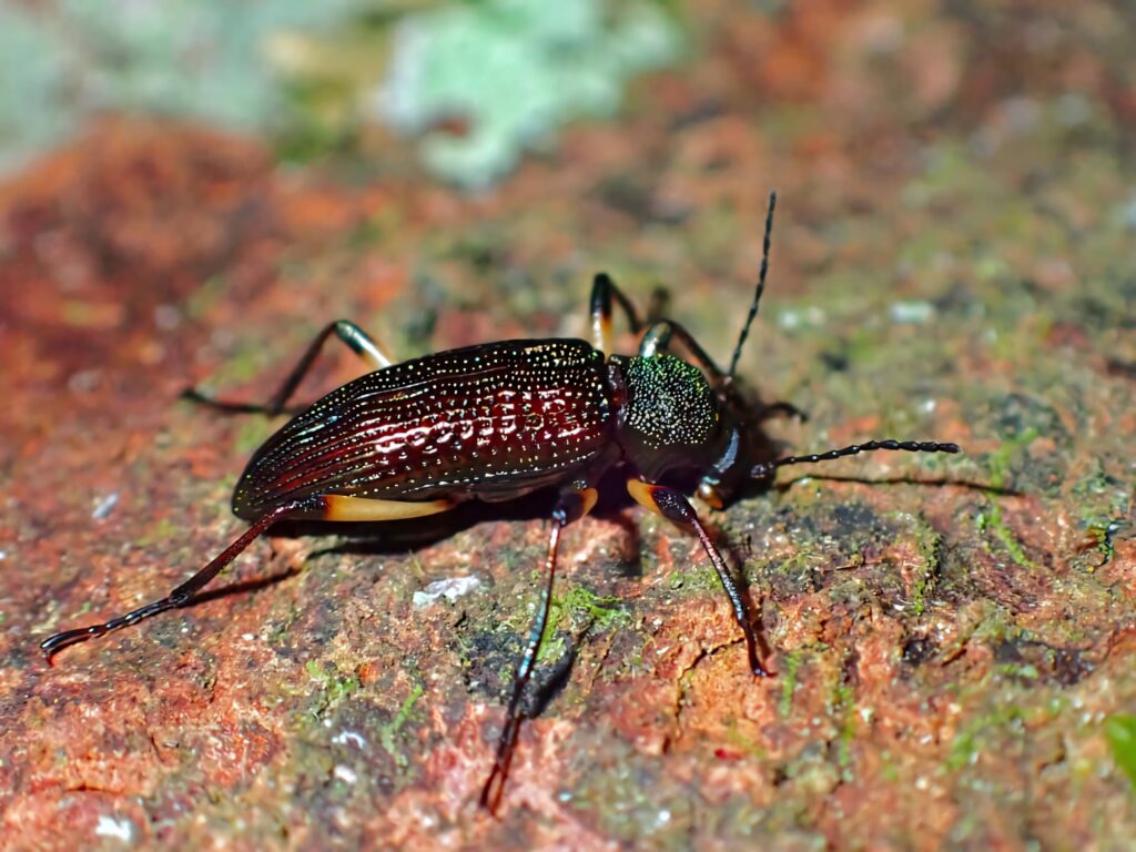 Close-up of darkling beetle on textured tree bark with glossy exoskeleton and earthy tones wallpaper