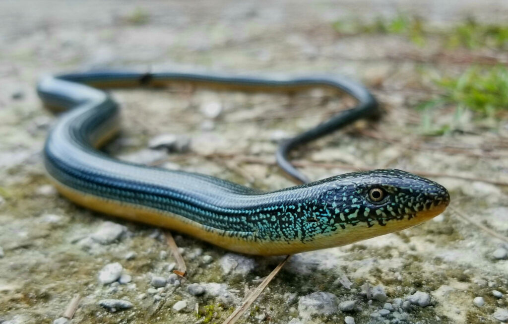 Close-Up of Glossy Eastern Glass Lizard in Natural Habitat Background Wallpaper