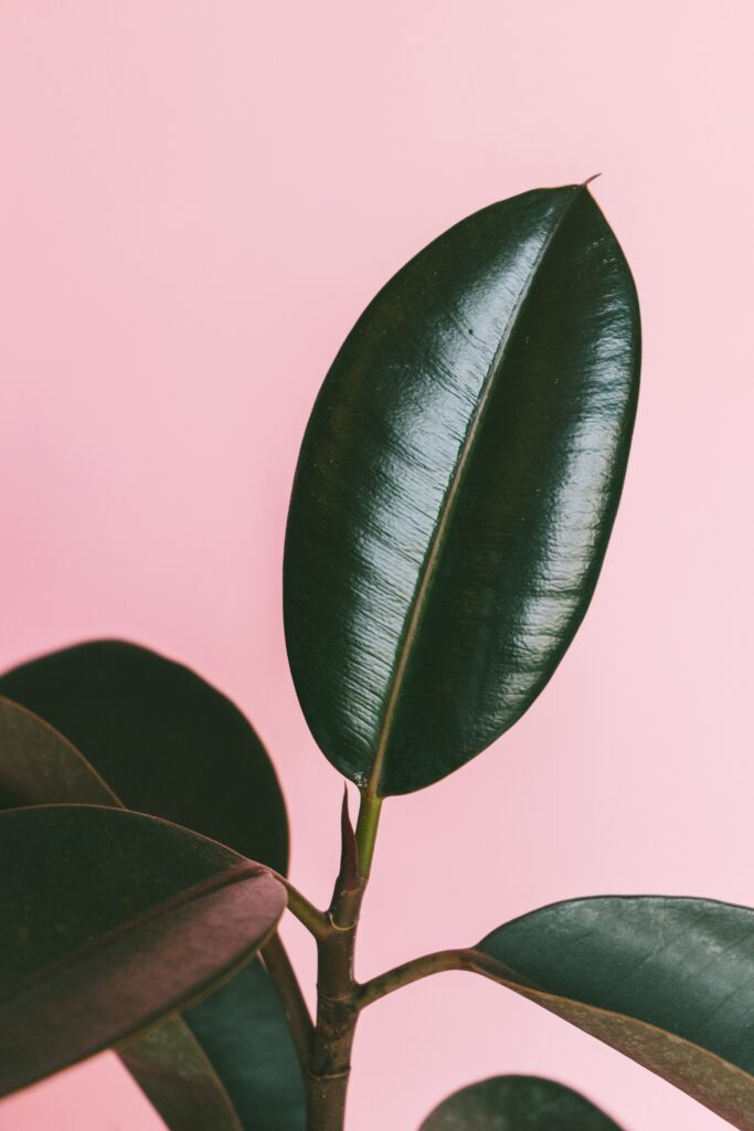 Glossy Green Leaf on Soft Pink Background - Minimalistic Wallpaper