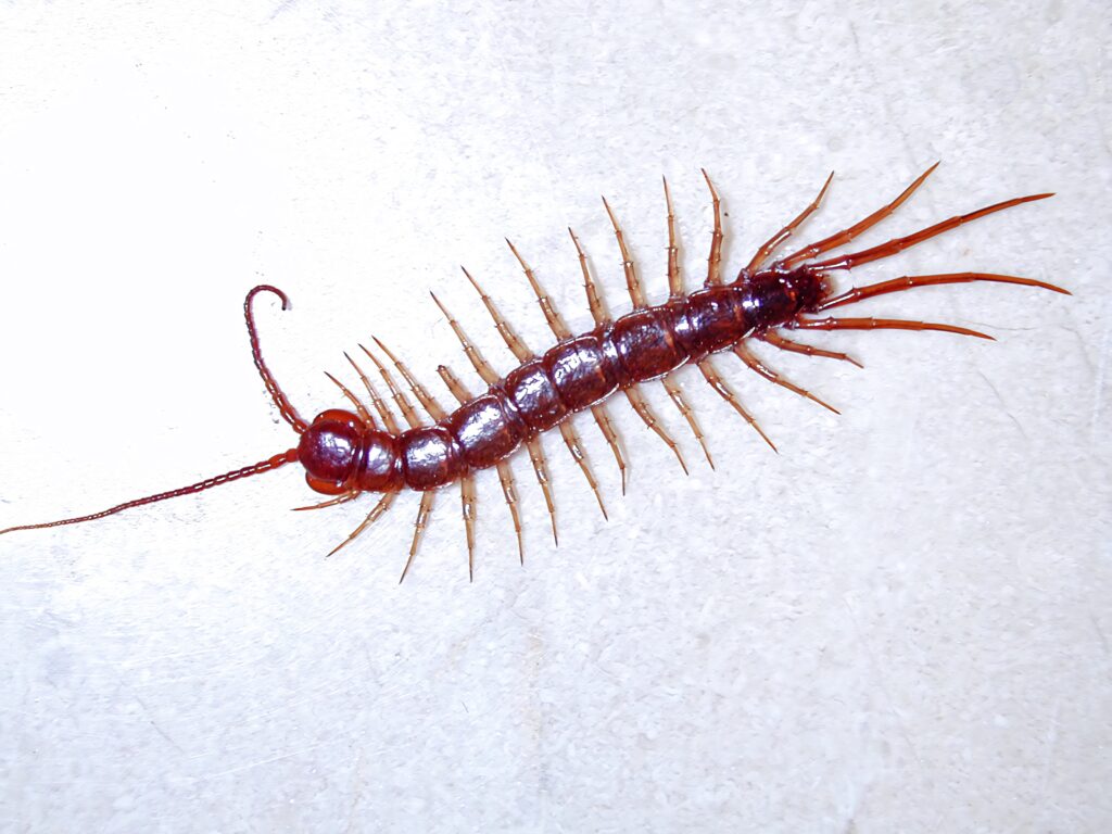 Close-up of glossy reddish brown millipede showing detailed segments and many legs wallpaper