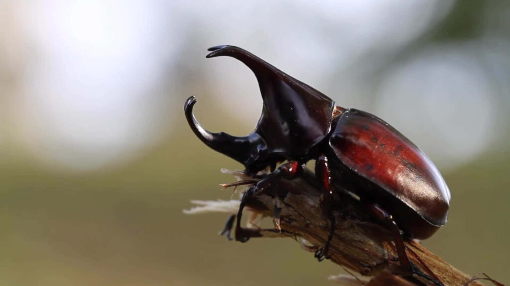 Close-up of a glossy rhinoceros beetle with a prominent horn on a branch insect wallpaper background