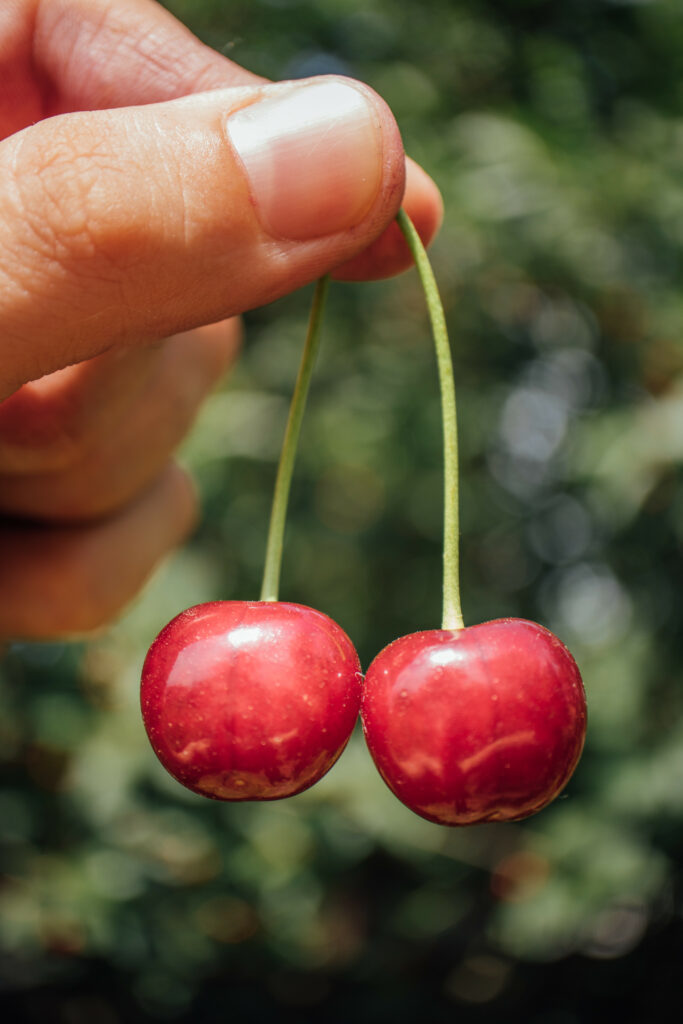 Glossy Ripe Cherries: Close-Up Hand Image for Nature Wallpaper