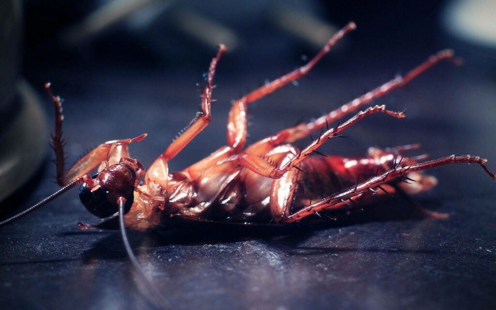 Close-up of glossy smokey brown cockroach on back with detailed textured exoskeleton wallpaper background