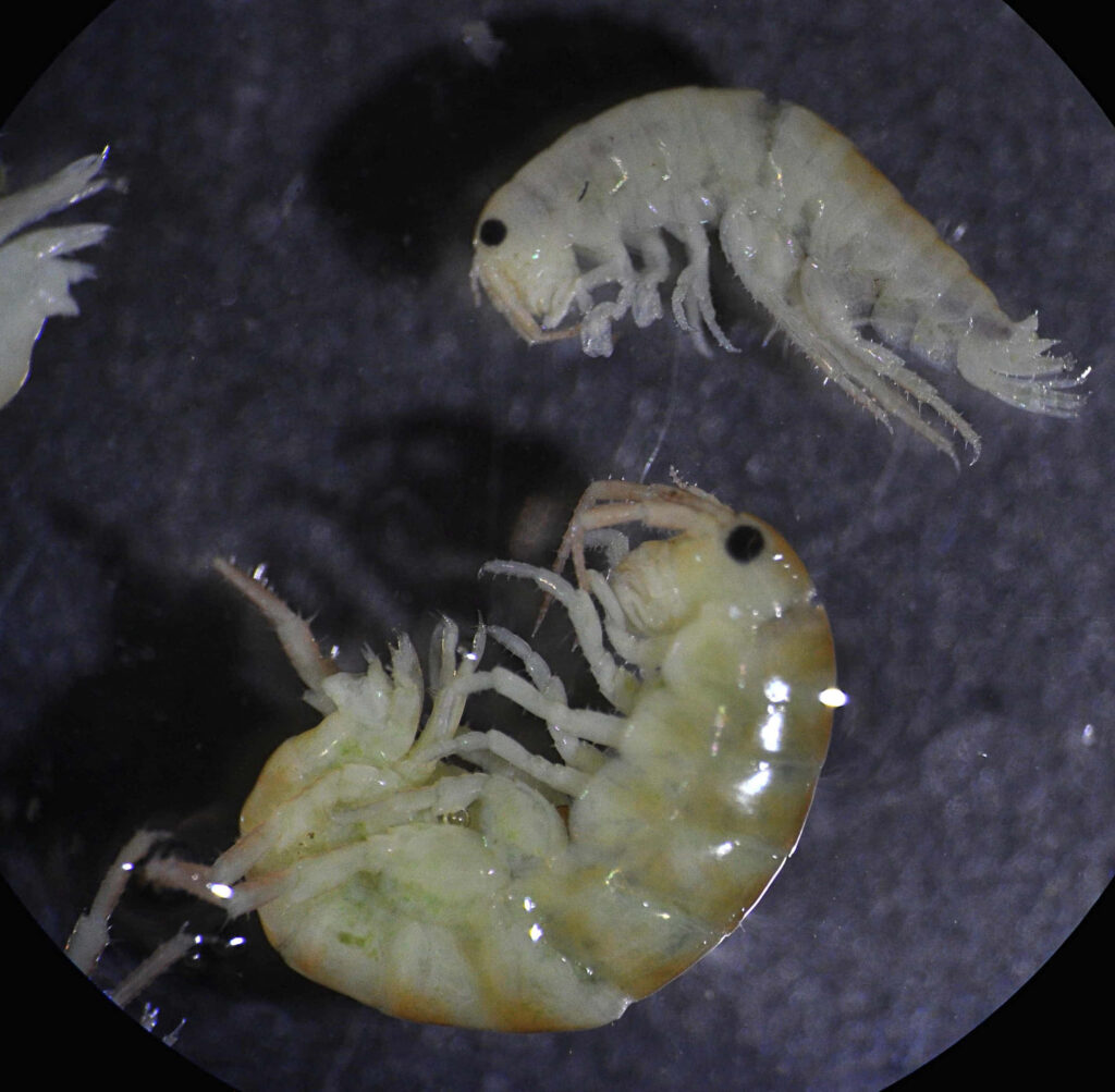 Illuminated translucent amphipods in deep ocean exploration dark underwater wallpaper background