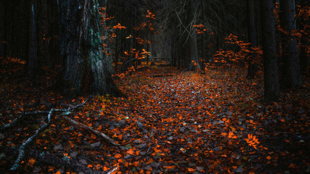 Mystical Autumn Night: HD Wallpaper of a Enchanting Forest with Vivid Orange Leaves