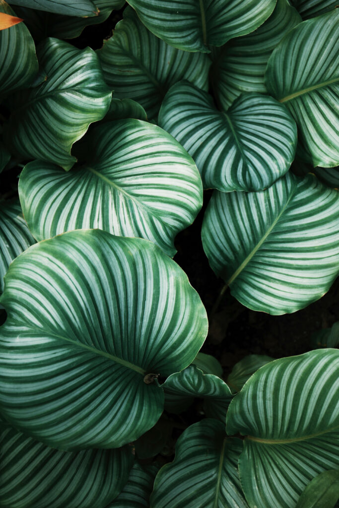 Enchanting Calathea Orbifolia: A Captivating Aesthetic Pattern for Background Designs Wallpaper