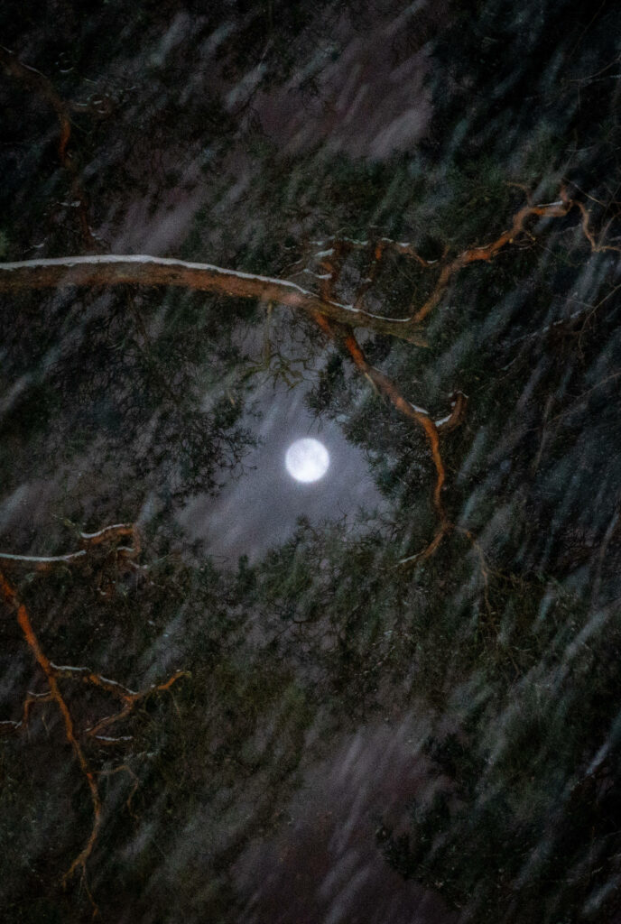 Glowing Full Moon Wallpaper Amid Stalwart Storm Clouds & Dark Trees