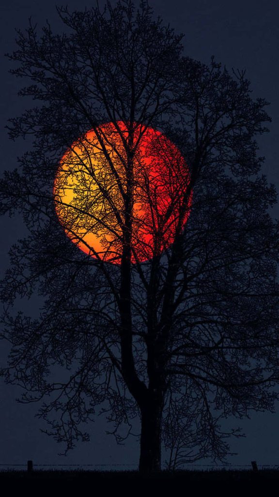 Silhouette of a leafless tree against a glowing orange and red moon at twilight sky wallpaper