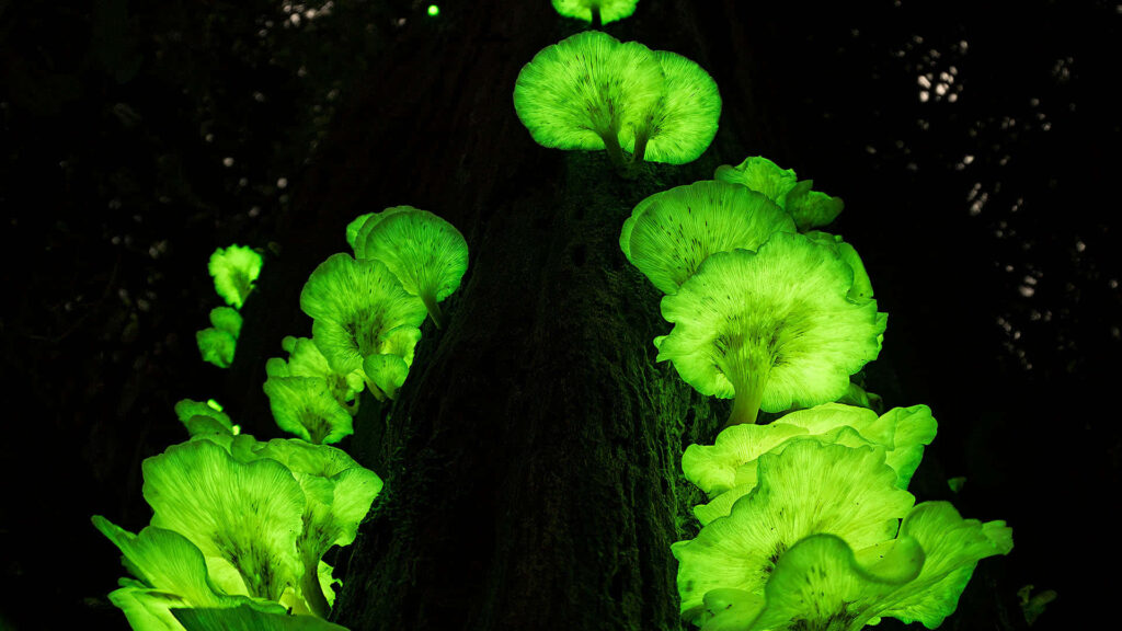 The Luminous Parade: A Captivating Display of Panellus Fungus With Neon Green Caps Illuminating the Night Wallpaper