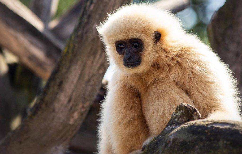 White-handed gibbon perched on tree branch glowing in backlight with blurred forest background Wallpaper