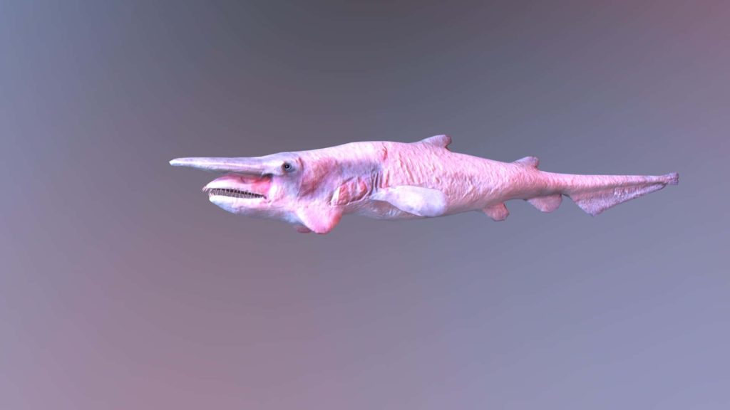 3D render of Goblin Shark with pink skin sharp teeth and elongated snout on gradient background Wallpaper