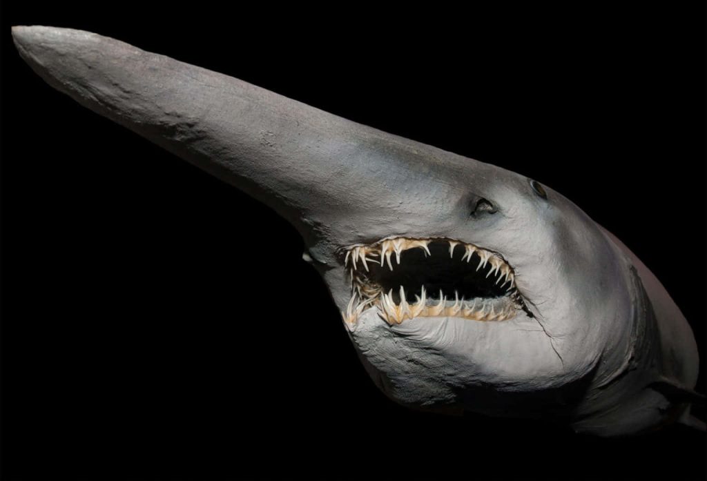 Close-up of Goblin Shark with long snout and sharp teeth against black background wallpaper