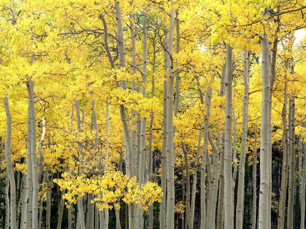 Autumn forest wallpaper with slender aspen trunks and golden yellow leaves in soft light
