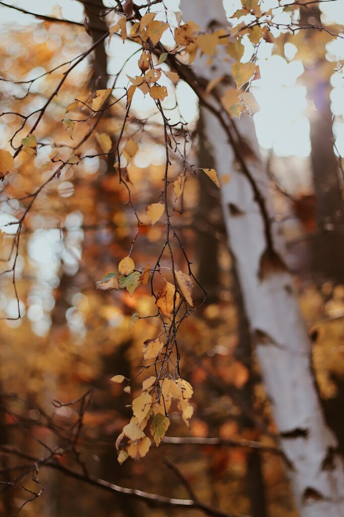 Delicate birch branches with golden leaves in soft blurred autumn forest background wallpaper